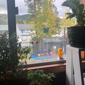 Meet your Posher, Bailey